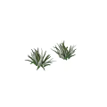Green and Silver Leaf Shrubs with Lush Foliage for Garden Landscaping Design