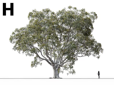 Tall Arbor Tree With Lush Green Foliage And A Person For Scale 3d model