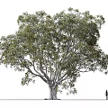 Tall Arbor Tree With Lush Green Foliage And A Person For Scale