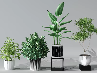 Bonsai Potted Plants With Various Green Leafy Species In Stylish Decorative Pots 3d model