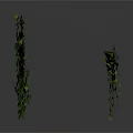Green Vine Plant with Lush Green Leaves and Hanging Trailing Branches on White Background