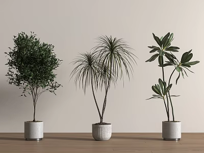 Three Different Bonsai Potted Plants with Lush Slender and Broad Leaves on Wooden Floor 3d model