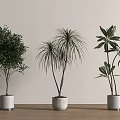 Three Different Bonsai Potted Plants with Lush Slender and Broad Leaves on Wooden Floor