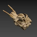 Natural Animal Skull Specimen With Horns And Detailed Bone Structure