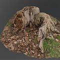 Decaying Old Tree Stump With Natural Texture Surrounded By Fallen Leaves And Grass 3d model
