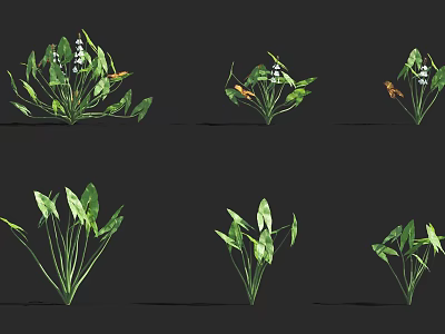 Flowers And Plants With Green Leaves And White Blossoms In Various Growth Stages 3d model
