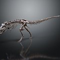 Modern Fossil Dinosaur Skeleton 3d model