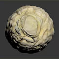 Fresh White Corn Cob on Black Background with Clear Reflection