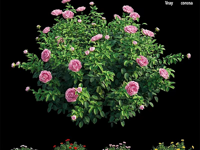 Lush Pink Rose Bush With Vibrant Green Leaves In Garden 3d model
