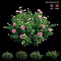 Lush Pink Rose Bush With Vibrant Green Leaves In Garden