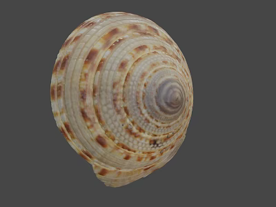 Intricate Natural Seashell With Spiral Pattern And Brown White Stripes 3d model