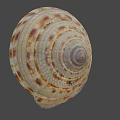 Intricate Natural Seashell With Spiral Pattern And Brown White Stripes