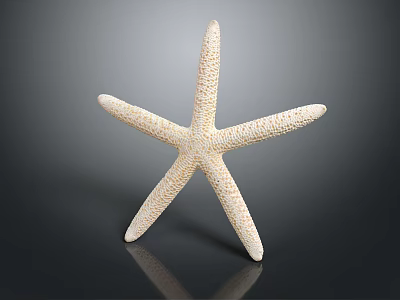 Beautiful White Spotted Starfish With Detailed Texture Against Dark Background And Reflection 3d model