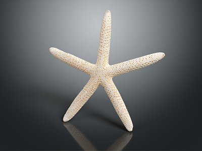 Modern starfish mollusk 3d model