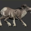 Ram With Large Curved Horns And Brown White Fur Walking On Grey Background