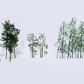 Different Bamboo Plants With Various Growth Forms