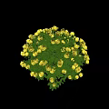 Vibrant Yellow Roses Plant With Lush Green Leaves And Round Shape On White Background