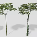 Different Types of Arbor Trees with Various Shapes and Sizes for Garden Design