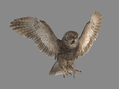 Gray Owl Spreading Wings While Flying Against Gray Background With Detailed Feathers 3d model