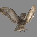 Gray Owl Spreading Wings While Flying Against Gray Background With Detailed Feathers 3d model