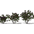 Three Shrubs With Green Leaves And Purple Flowers In Natural Growth