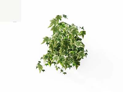 Variegated Ivy Vine with Green and White Leaves and Trailing Branches as Indoor Potted Plant 3d model