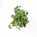 Variegated Ivy Vine with Green and White Leaves and Trailing Branches as Indoor Potted Plant