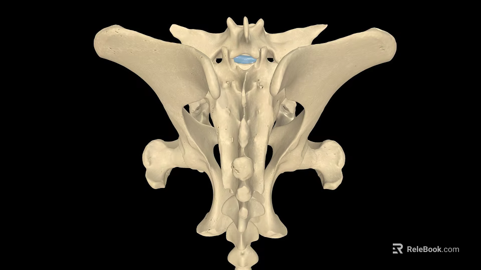 Human Pelvic Bone Anatomical Structure in Detailed 3D Rendering 3d model