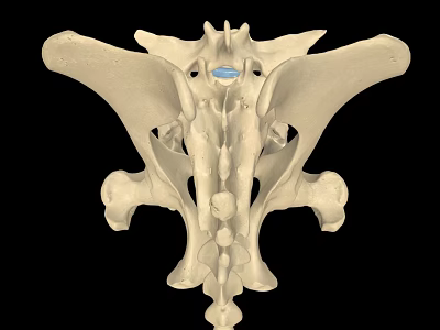 Human Pelvic Bone Anatomical Structure in Detailed 3D Rendering 3d model