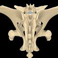 Human Pelvic Bone Anatomical Structure in Detailed 3D Rendering 3d model