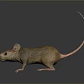 Realistic Brown Mouse With Long Tail And Pink Ears Standing On Dark Smooth Surface 3d model