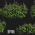 Various Flower and Grass Species Including Lanpu European Globeflower and Basil