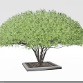 Lush Green Tree In Square Concrete Tree Pit With Grid Patterned Base
