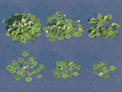 Aquatic Plants With Green Floating Leaves And White Flowers On Water Surface 3d model