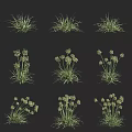 Various Types Of Green Grass And Small White Flower Plants As Decorative Design Elements