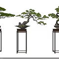 Three Elegant Pine Bonsai Plants on Tall Decorative Stands for Indoor