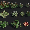 Fresh Ripe Strawberry Plants With Green Leaves And Red Fruits On Black Background