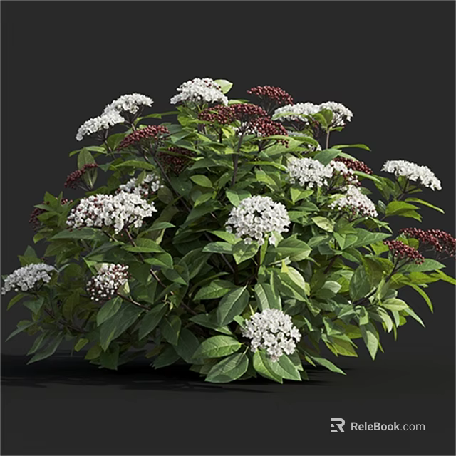 Vibrant Lush Shrub With Green Leaves White And Deep Red Flowers 3d model 