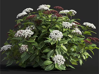 Vibrant Lush Shrub With Green Leaves White And Deep Red Flowers 3d model
