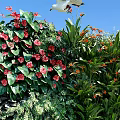 Living Green Wall With Diverse Plants Colorful Flowers Pebble Ground And Wooden Backdrop