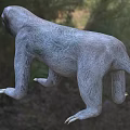 Sloth In Natural Grassland Habitat With Sharp Claws And Gray Fur