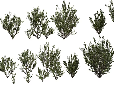 Various Green Leafy Shrubs In Different Sizes And Natural Growth Forms 3d model