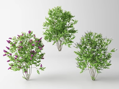 Decorative Arbor Trees With Purple Flowers Green Foliage And White Blossoms 3d model