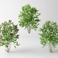 Decorative Arbor Trees With Purple Flowers Green Foliage And White Blossoms