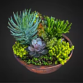 Varied Succulent Plants in Decorative Carved Terracotta Bowl with Spiky Green Rosette and Purple Foliage