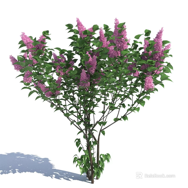 Vibrant Garden Shrub with Purple Blooming Flowers and Lush Green Leaves 3d model 