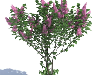 Vibrant Garden Shrub with Purple Blooming Flowers and Lush Green Leaves 3d model