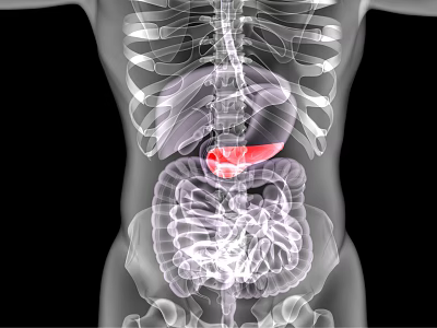 Medical Imaging Equipment Visualizing Human Skeleton and Abdominal Organs with Red Marked Area 3d model