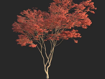 Vibrant Red Leaf Arbor With White Trunk And Natural Tree Shape 3d model