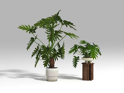 Indoor Plant Combination with Lush Green Foliage in White Ceramic Pot and Wooden Stand 3d model